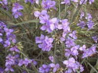 35-147984-wildflower2.JPG