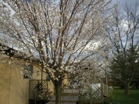 249556-Spring.JPG
