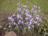 35-147989-wildflower1.JPG