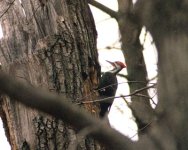 8-148329-pileated1.jpg