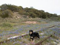 250151-Bandit.jpg