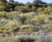 250617-Yucca.JPG