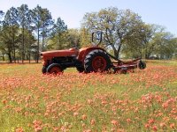 250622-Indian Paintbrush.JPG