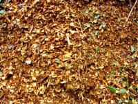 341406-Mulch.jpg