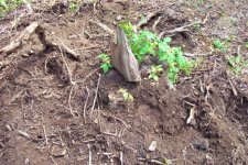 299716-stump0.jpg