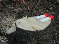 6-201585-Stump&wedges.jpg