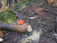 6-201590-butt&stump.jpg