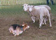 35-151561-welshcorgi.jpg