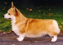 35-151562-welshcorgi2.jpg