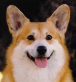35-151563-welshcorgi3.jpg