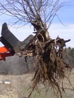 LB with extracted stump.jpg