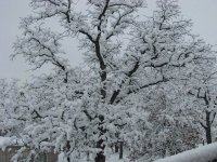 Snow2-11-2010-07.jpg