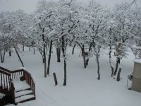Snow2-11-2010-11.jpg