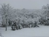 Snow2-11-2010-12.jpg