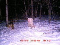 coyote2.jpg