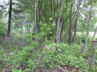 IMG_0149.jpg