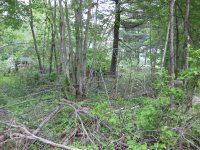 IMG_0150.jpg