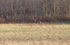 DSC07753-1.jpg