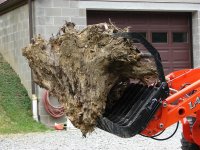 Stump 1.JPG