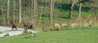 bw_spring_wildlife.jpg