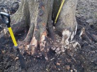 TREE REMOVAL.jpg