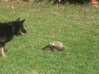 phoenix_groundhog.jpg