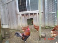 ChickenHouse 009.jpg