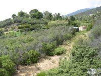 brush clearing 3.JPG