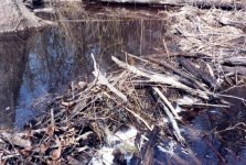 web_beaverdam_2.JPG