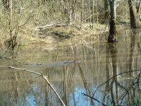 Swimming_beaver_2.JPG