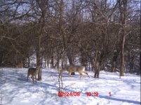 Deer_001.JPG
