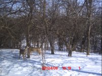Deer_002.JPG