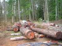 logs 001.jpg