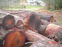 logs 003.jpg