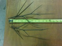 IMG00003-20100407-1707.jpg