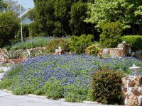 Bluebonnets 002.JPG