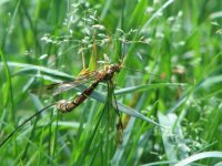 IMG_8172s.JPG