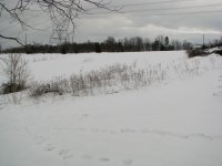 IMG_4374.jpg