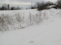 IMG_4376.jpg
