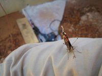 IMG_3933.JPG