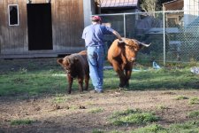 Misc cattle pix_022.jpg