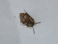 Bug-2.jpg