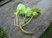 Fresh Harvested Wasabi.jpg