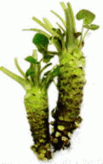 Fresh Wasabi med.gif