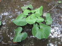 NC Sawa Wasabi.jpg