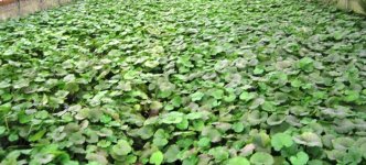 Wasabi growing in spring water.jpg