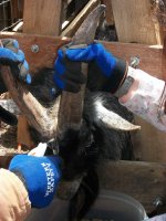 dehorning 005a.jpg