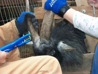 dehorning 039a.jpg
