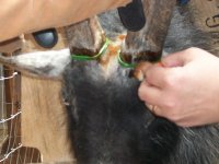 dehorning 085a.jpg