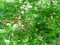 PICT0330.JPG
